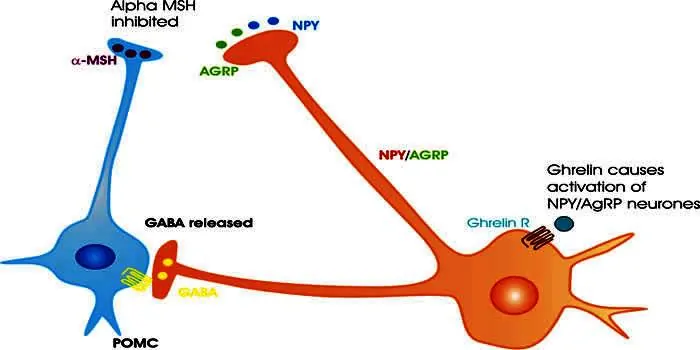 ghrelin, leptin, CKK