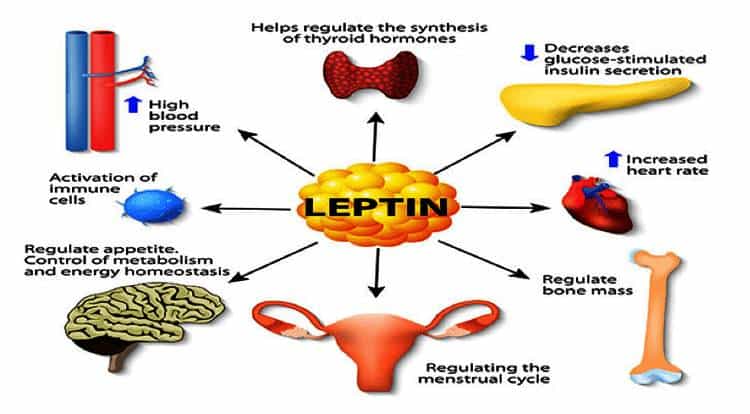 leptin hunger hormones