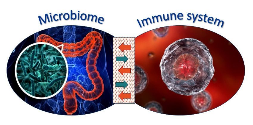 microbiome and immune system