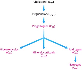 Hormones and Cholesterol