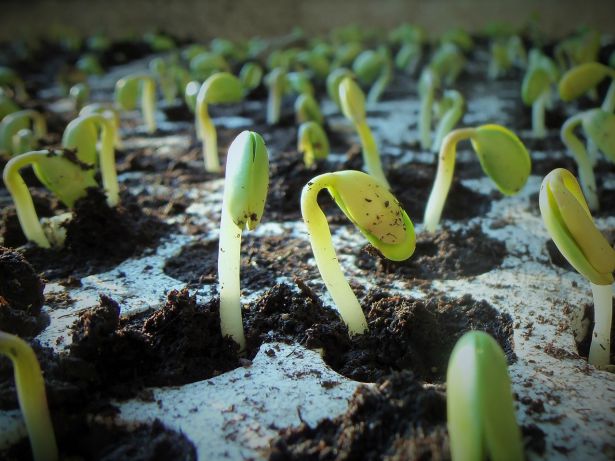 bean sprouts