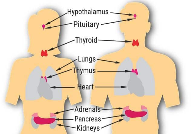 endocrine system