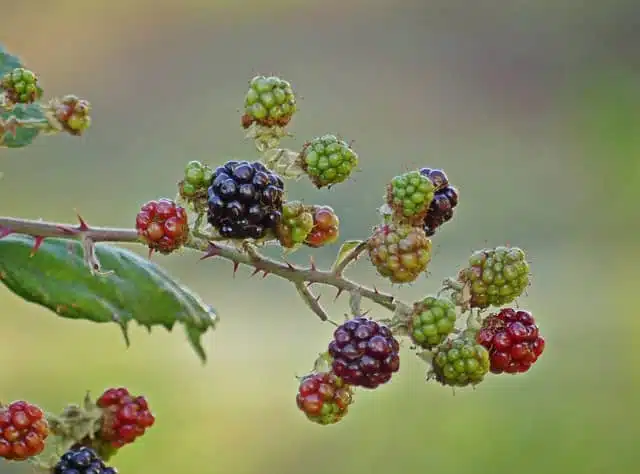 blackberries