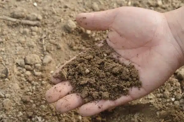 soil